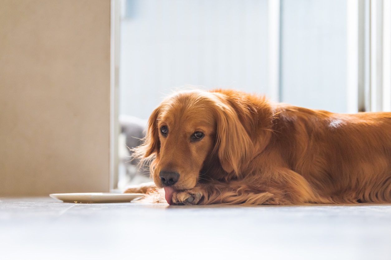 Acral Lick Granuloma in Dogs